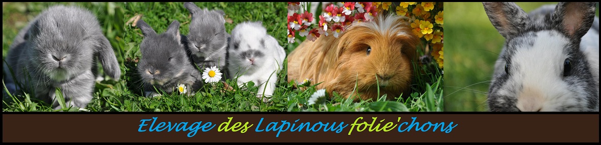 nanniere site lapinous folie`chons elevage lapin nain cochons d`inde